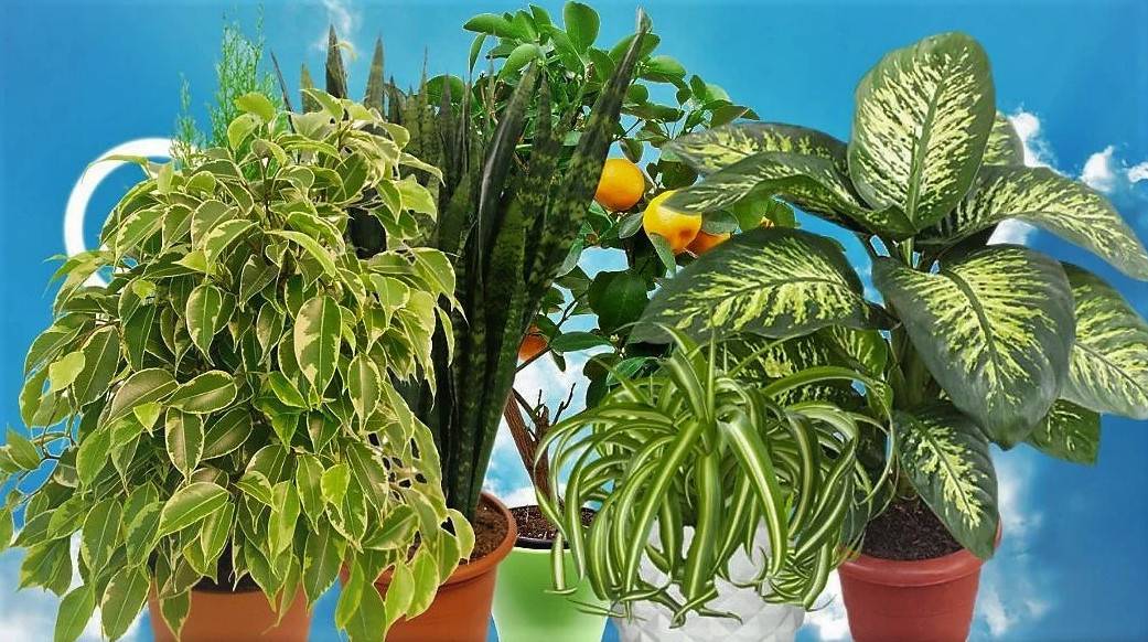 8 лучших комнатных растений-фильтров. какие растения лучше очищают воздух? список, фото — ботаничка.ru