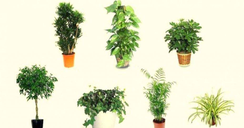 Домашние растения очищающие воздух в квартире