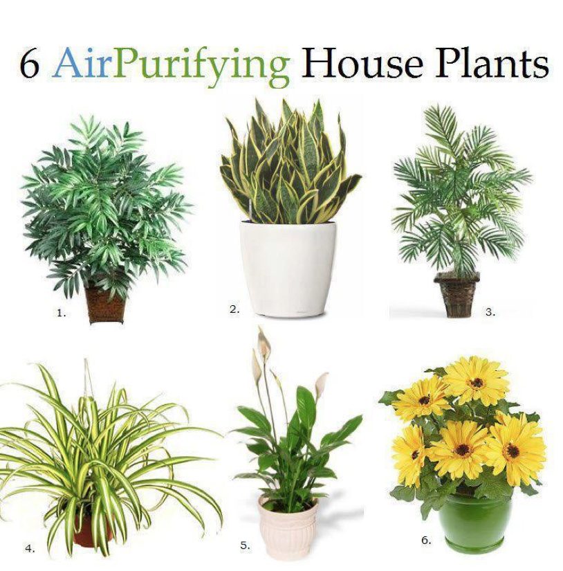Лучшие комнатные растения, очищающие воздух