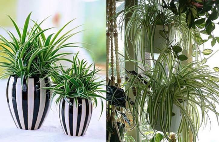 Какие есть комнатные растения, очищающие воздух?
