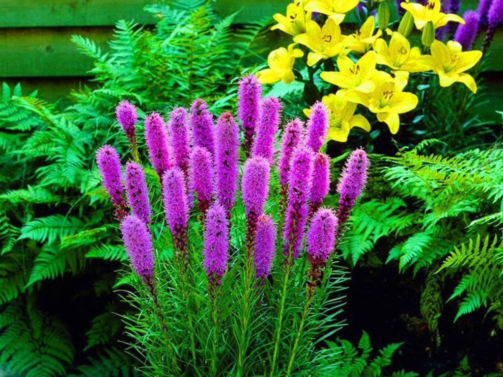Неприхотливые комнатные цветы, цветущие круглый год: какое домашнее растение лучше всего выращивать в квартире и какое самое простое в уходе