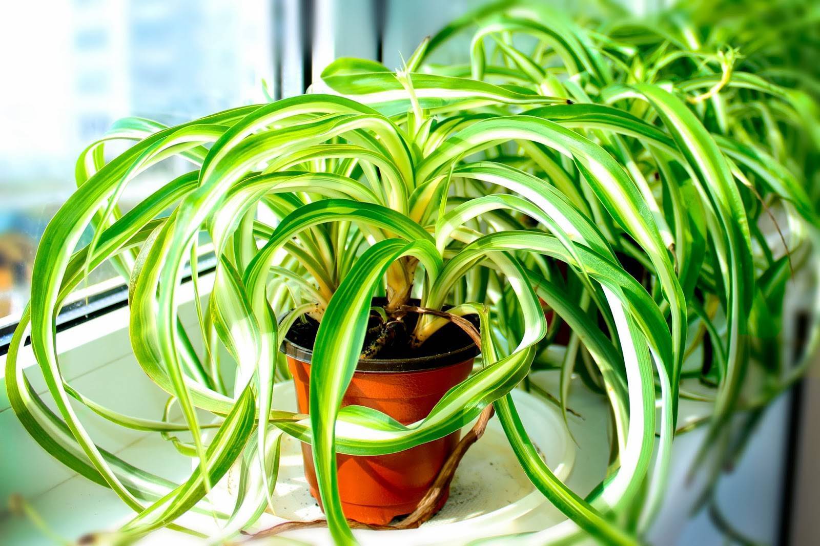 23 комнатных растений, которые очищают воздух в помещении | клуб цветоводов