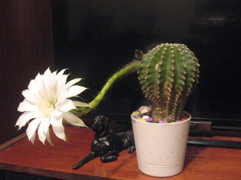 5 причин, по которым нельзя держать кактусы в квартире