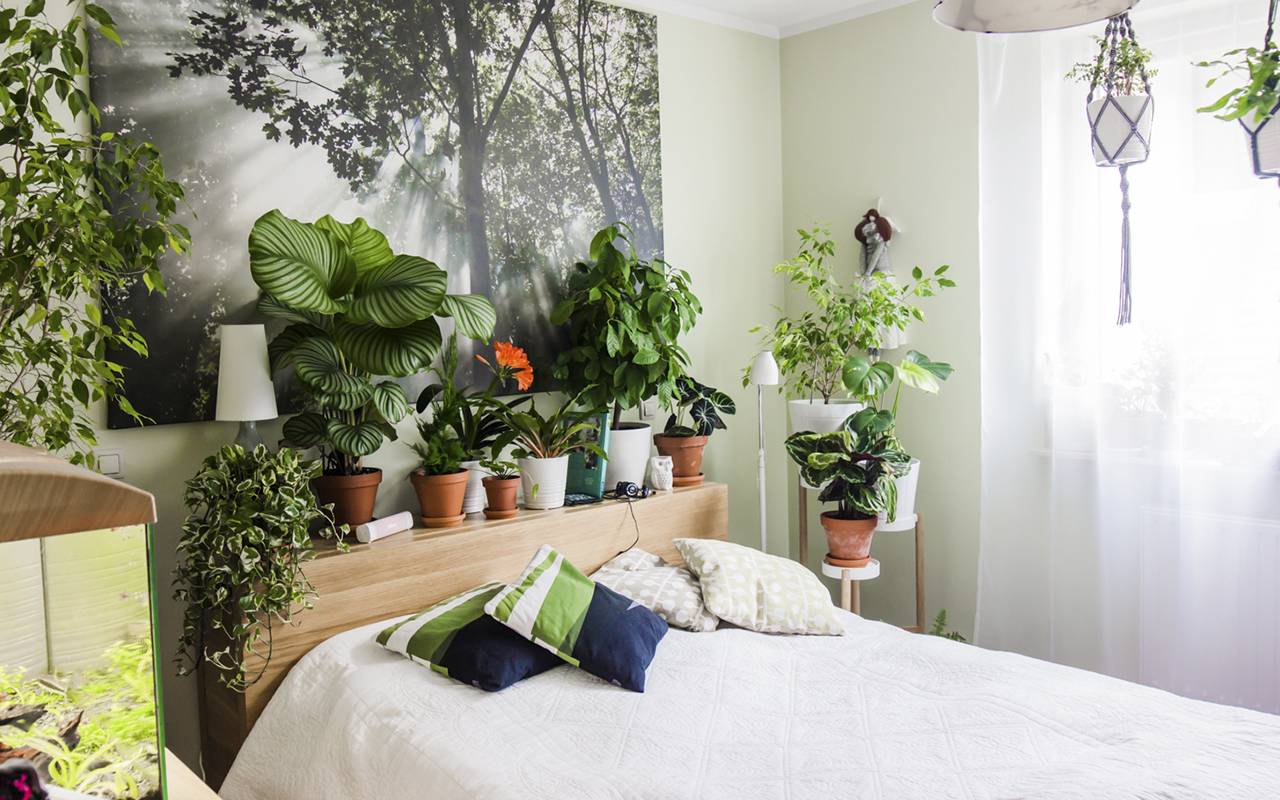 Как профессиональные дизайнеры используют домашние растения в интерьере