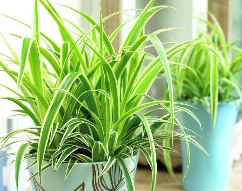 Топ 16 растений, которые очищают воздух в доме — вентиляция и кондиционирование