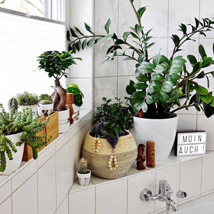 Комнатные растения в ванной комнате - цветы в ванной - vannayasvoimirukami.ru