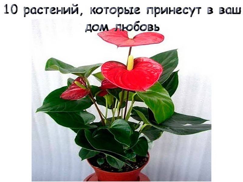 Цветок любви: комнатные растения, которые приносят в дом счастье - огород, сад, балкон
 - 5 февраля
 - 43390065870 - медиаплатформа миртесен