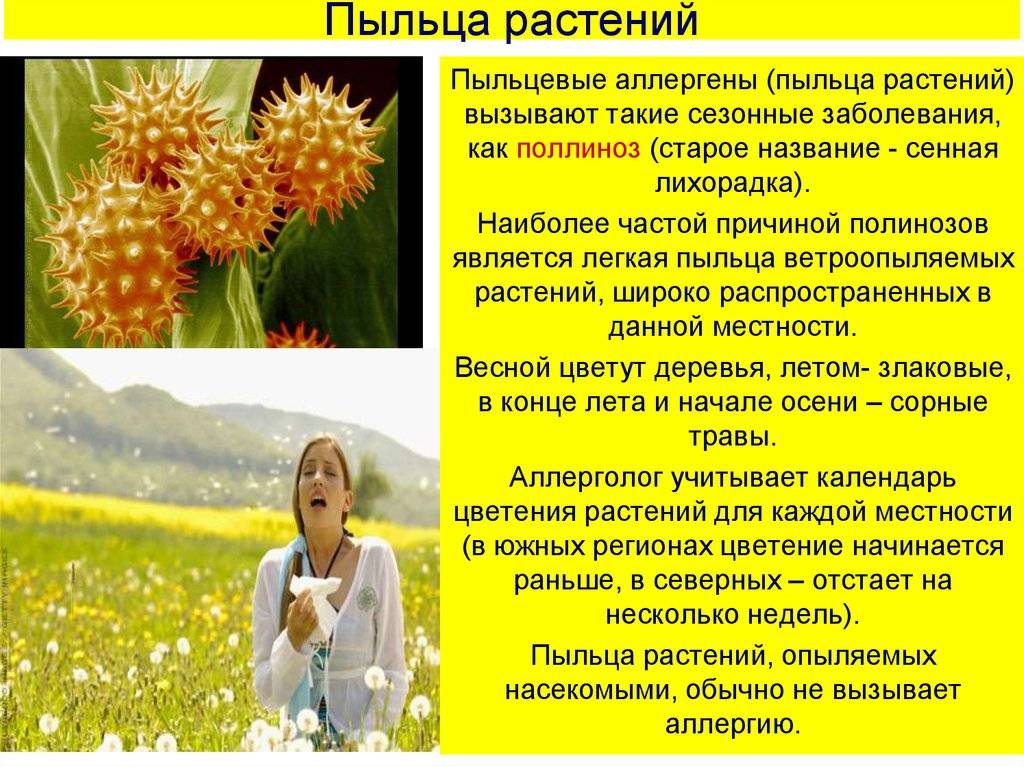 Пыльца растений является. Пыльца растений поллиноз. Пыльцевые аллергены. Растения вызывающие аллергию. Растения вызывающие поллиноз.
