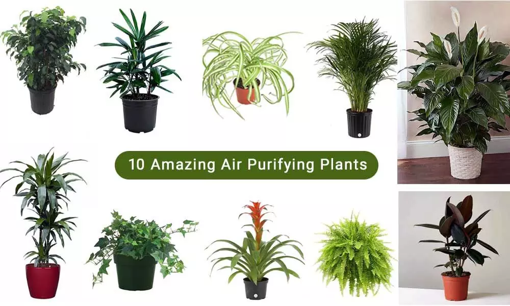 70 комнатных растений, очищающих воздух в квартире