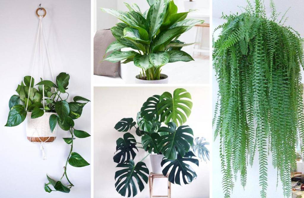 Комнатные растения очищающие воздух в квартире