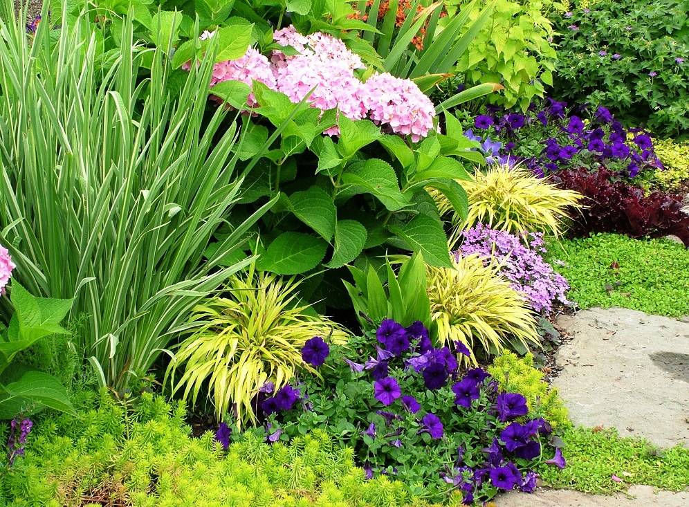 10 самых красивых цветущих комнатных растений, которые не требуют кропотливого ухода