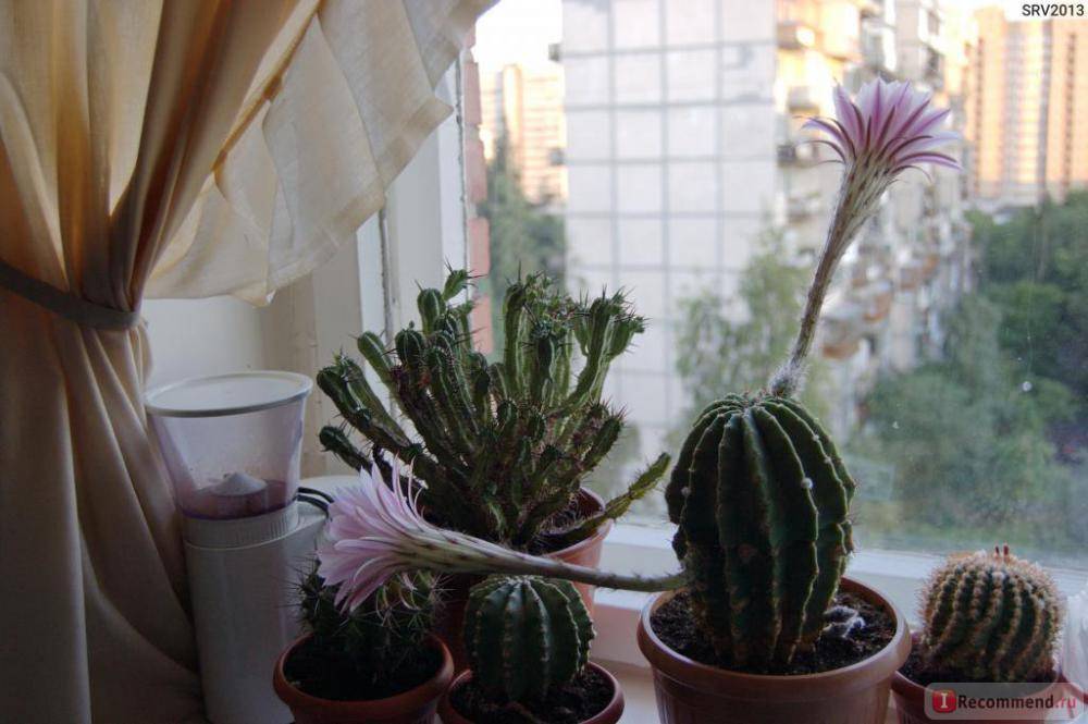 Можно ли держать дома кактусы: приметы о кактусе