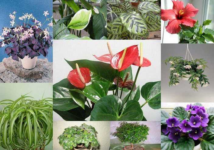 Комнатные растения, которые приносят в дом счастье и удачу